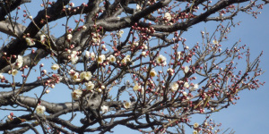 三分咲きの梅
