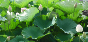 赤花の蓮 赤花の蓮