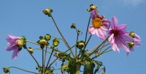 咲き始めた花