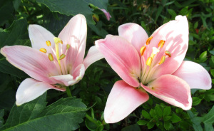 ピンク色の花 ピンク色の花