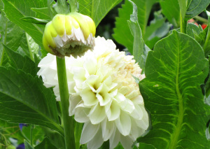 白花のダリア 白花のダリア