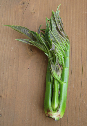 摘芯した部分