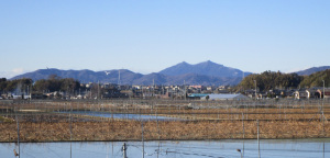 正月の蓮田と筑波山