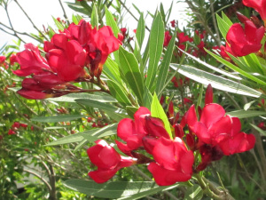 赤黒い色の花 赤黒い色の花