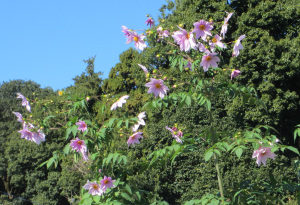 皇帝ダリアの花