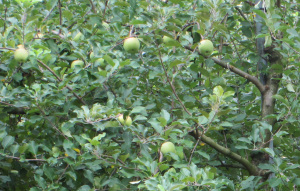 実が大きくなり始めた林檎の木