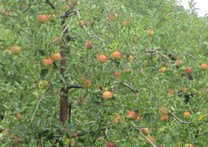 実が色付き始めた林檎の木