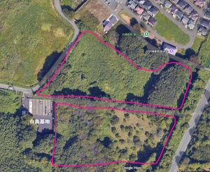 伐採された場所