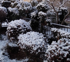 庭の雪