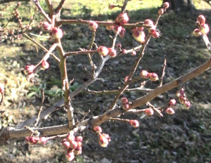 ウメの花③